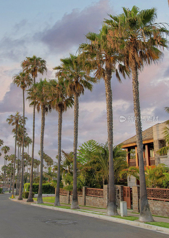 拉霍亚(La Jolla)有棕榈树的住宅区的柏油路，